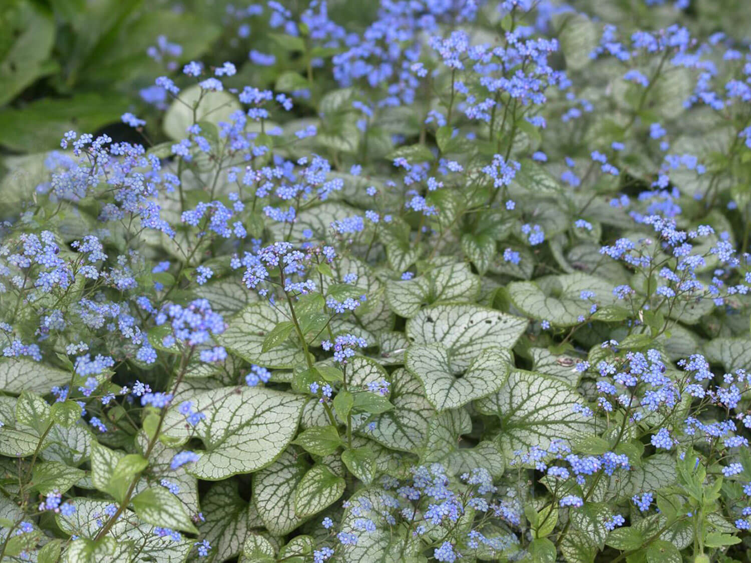 Kaukasus Vergissmeinnicht – Ein schattenliebender Gartenschatz mit leuchtenden Blüten