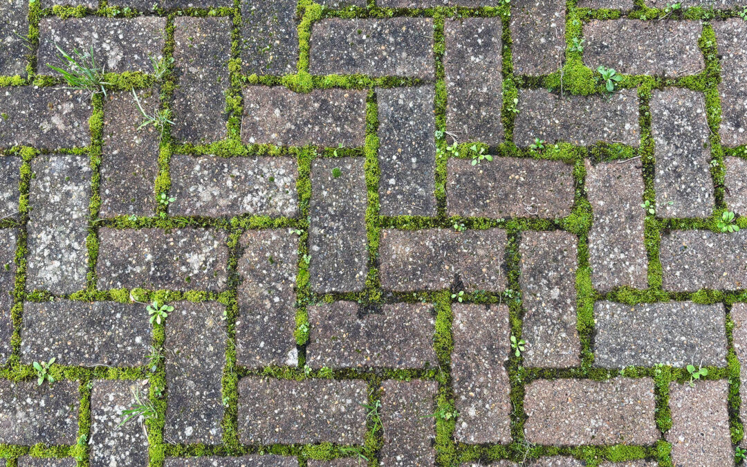 Grünbelagentferner – Wirkung, Anwendung und Alternativen