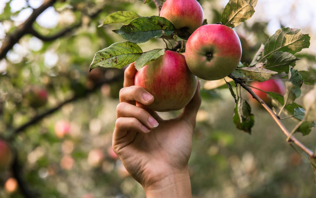Obstpflücker