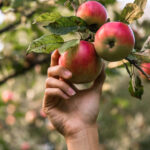 Obstpflücker Hand pflückt Äpfel vom Bau