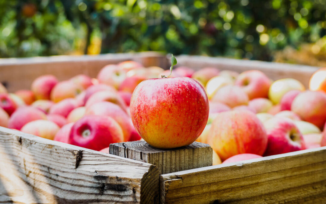 Obstsammler