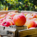 Obstsammler Korb mit Äpfeln