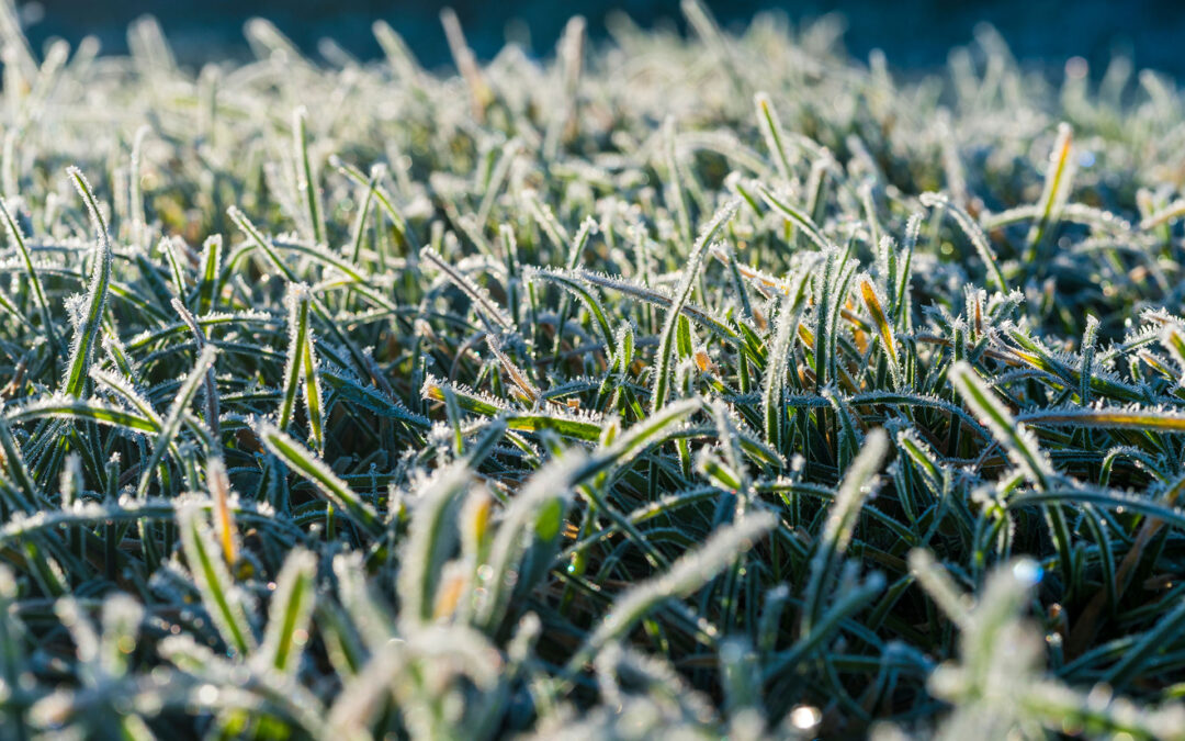Rasen im Winter kurz oder lang? – Die optimale Schnitthöhe für die kalte Jahreszeit
