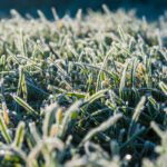 Rasen im Winter kurz oder lang